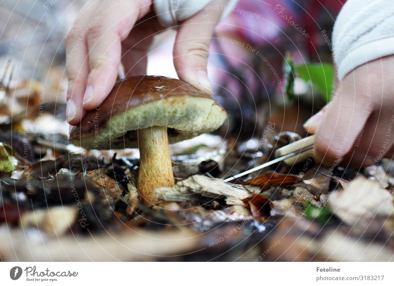 Pilzernte Mensch Haut Hand Finger Umwelt Natur Landschaft Pflanze Urelemente Erde Wald nah natürlich braun Pilzhut Pilzsucher Messer abschneiden Ernte Farbfoto