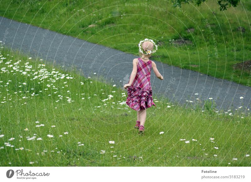 Unbeschwert toben Umwelt Natur Landschaft Pflanze Sommer Schönes Wetter Blume Gras Garten Park Wiese Glück natürlich Wärme feminin grün weiß Blumenwiese