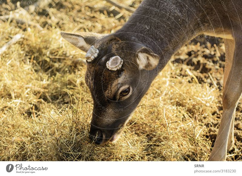 Hirsch Essen Umwelt Tier wild Artiodaktylus mit Knackpunkt hohlfüßig mit gespaltenen Hufen Hirsche ausgeglichen Auge Fauna Heu Säugetier Maul Wiederkäuer Stroh