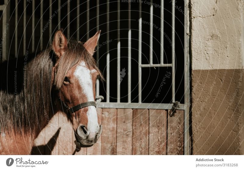 Gesatteltes Pferd in der Nähe des Stalls Pferdestall Ranch Sattel Zaumzeug Pferderücken Reiten Schulunterricht gehorsam Bauernhof Tier ländlich Verkaufswagen