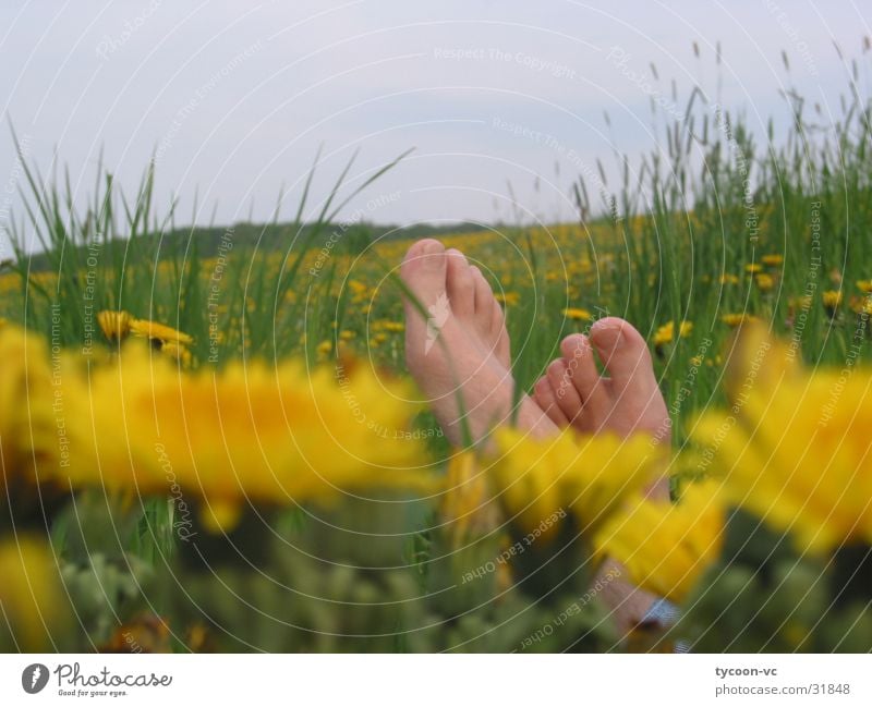 Löwenzeh'n Blume Wiese Pause Zehen Löwenzahn ruhig schlafen Erholung Fuß liegen Barfuß