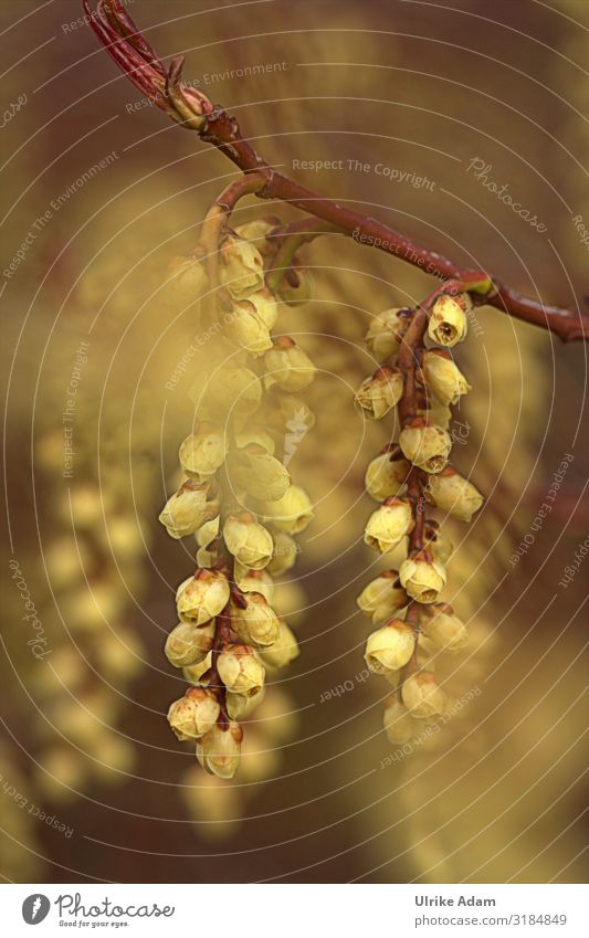 Gelbe Blüten im Frühling Blumen Busch zart weich Trauerkarte Dolden gelb Frühjahrsblüher soft Natur natürlich Unschärfe Pflanze Garten Nahaufnahme Blühend