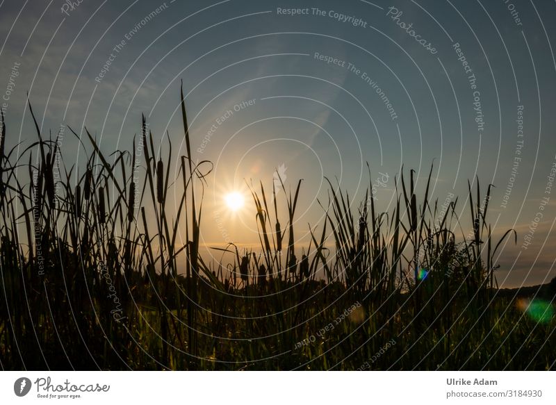 Rohrkolben (Typha) bei Sonnenaufgang im Teufelsmoor bei Worpswede Gegenlicht Sonnenlicht Silhouette Morgendämmerung Außenaufnahme Farbfoto mystisch Stimmung