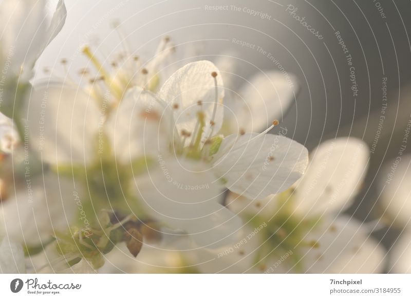 Frühstart Natur Pflanze Sträucher Blatt Blüte braun grau grün weiß Farbfoto Gedeckte Farben Außenaufnahme Menschenleer Tag Unschärfe Schwache Tiefenschärfe