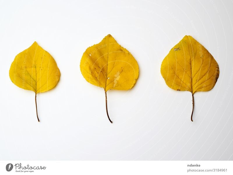 drei gelbe getrocknete Aprikosenblätter Garten Umwelt Natur Pflanze Herbst Baum Blatt frisch hell natürlich gold grün weiß Farbe Hintergrund Botanik Entlaubung