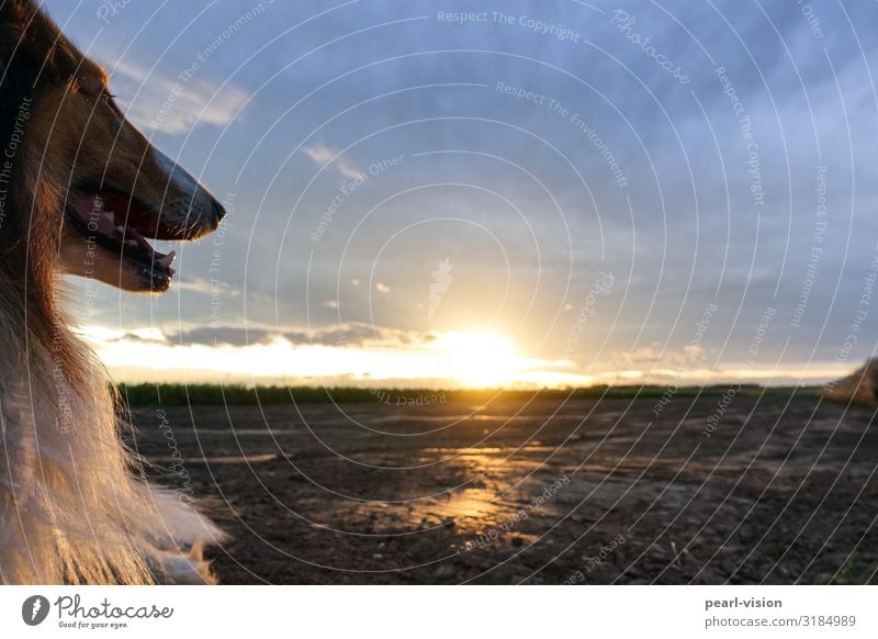 merlin at sunset Sonnenaufgang Sonnenuntergang Tier Haustier Hund Collie 1 Blick Farbfoto Außenaufnahme Textfreiraum rechts Textfreiraum oben Dämmerung