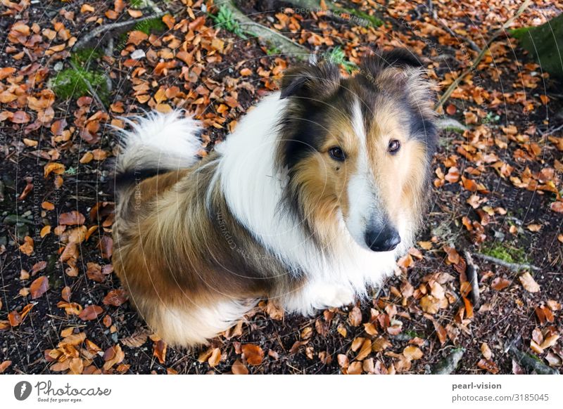 Merlin & Herbst Natur Blatt Haustier Hund Collie 1 Tier Blick warten Farbfoto Außenaufnahme Vogelperspektive Tierporträt Blick in die Kamera Blick nach oben