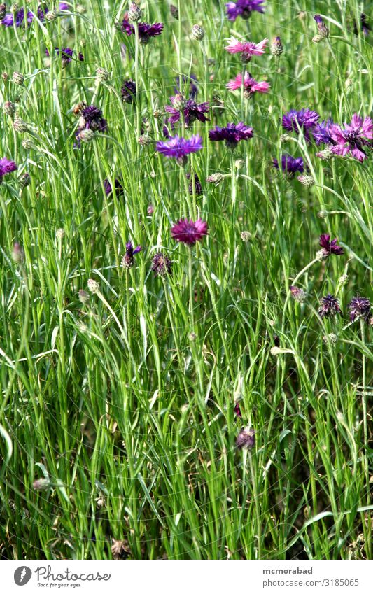 Pink und Voilette in Grün Pflanze Blume Gras Blatt Blüte hell grün rosa Trennung violett Pflanzenwelt Kämme Düne vereinzelt Hintergrund Smaragd Jade