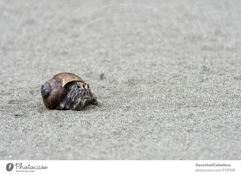 Trautes Heim, Glück allein! Umwelt Natur Tier Sand Küste Strand Meer Aquarium Einsiedlerkrebs Meerestier laufen außergewöhnlich exotisch Zufriedenheit