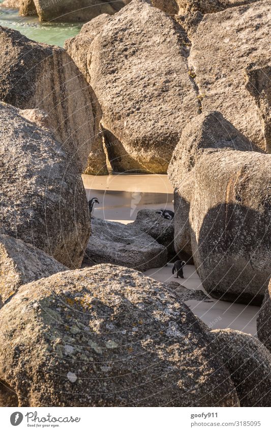 Wo müssen wir hin??? Ferien & Urlaub & Reisen Ausflug Abenteuer Safari Expedition Sonne Strand Meer Umwelt Natur Sand Wasser Sonnenlicht Felsen Küste Südafrika