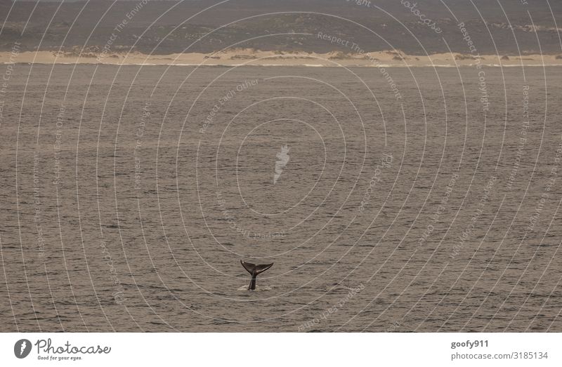 Walflosse Ferien & Urlaub & Reisen Ausflug Abenteuer Ferne Freiheit Safari Expedition Strand Meer Wellen Natur Landschaft Wasser Horizont Küste Südafrika Tier