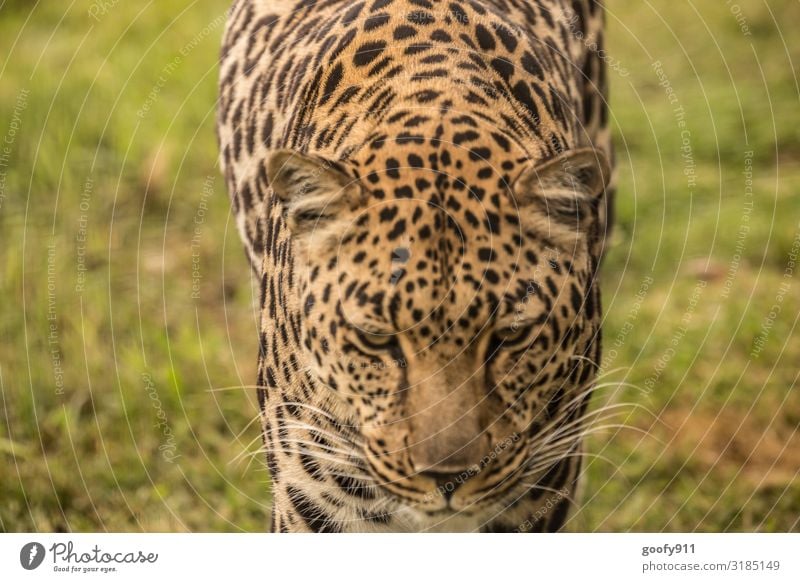 Böser Blick Ausflug Abenteuer Ferne Freiheit Safari Expedition Tier Wildtier Katze Tiergesicht Fell Pfote Leopard 1 beobachten entdecken Aggression