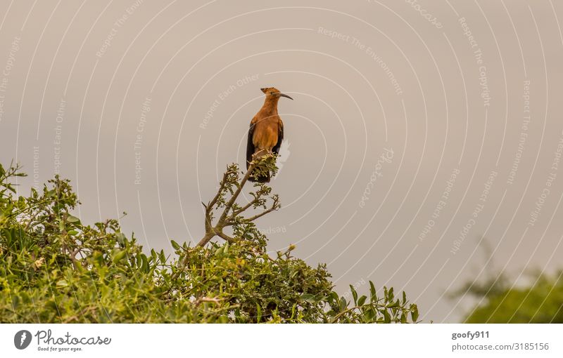 Wiedehopf in Südafrika Ferien & Urlaub & Reisen Ausflug Abenteuer Ferne Freiheit Safari Expedition Natur Himmel Baum Tier Wildtier Vogel Tiergesicht Flügel 1