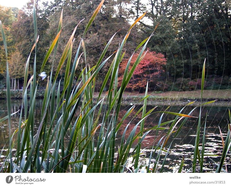 blick durchs schilf See Schilfrohr Park rotes laub Wasser Küste