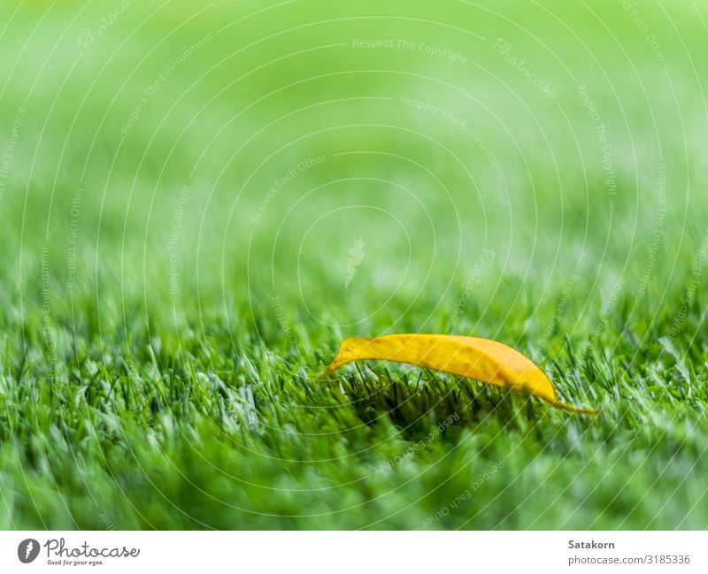 Gelbes Blatt auf dem Kunstrasen Erholung Garten Natur Pflanze Herbst Baum Gras Wiese Feld Kunststoff gelb grün Farbe künstlich Konsistenz Licht fallen