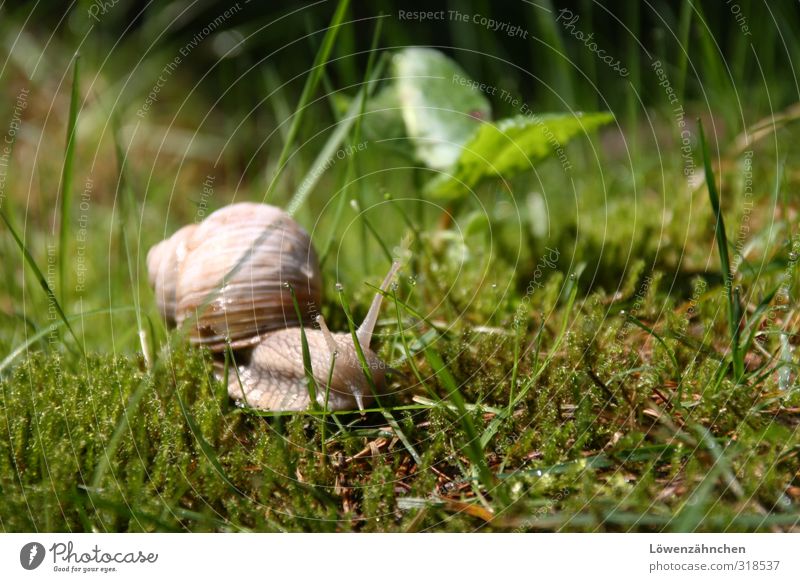 Schnecke im Frühling Natur Pflanze Gras Moos Wald Weinbergschnecken 1 Tier klein grün Zufriedenheit geduldig ruhig Einsamkeit Leben Wachstum glänzend leuchten