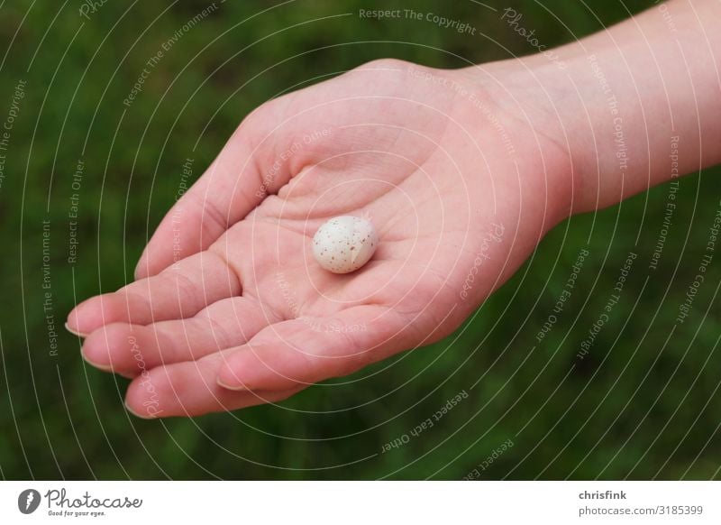 Ei von Meise in Kinderhand feminin Hand Finger 1 Mensch Umwelt Natur Tier Wildtier Vogel gut Vertrauen Warmherzigkeit Tierliebe Sorge Tod Meisen Kohlmeise