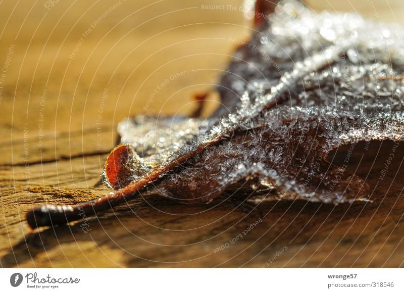 frosted Pflanze Winter Eis Frost Blatt kalt braun Nahaufnahme Eichenblatt Raureif Eiskristall Detailaufnahme Holzplatte Gegenlicht Farbfoto Gedeckte Farben