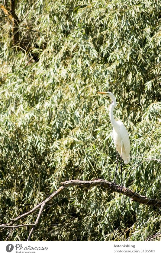 Reiher Umwelt Natur Landschaft Pflanze Sommer Baum Sträucher Blatt Ast Wald Fluss Donau Donaudelta Rumänien Tier Vogel Flügel Schnabel Hals Beine 1 Blick sitzen