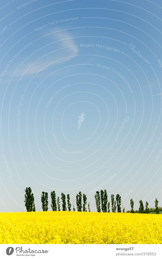 Gelb und Blau mit etwas Grün Umwelt Natur Landschaft Pflanze Himmel Wolken Horizont Frühling Schönes Wetter Baum Blüte Nutzpflanze Raps Rapsfeld Feld Ackerboden