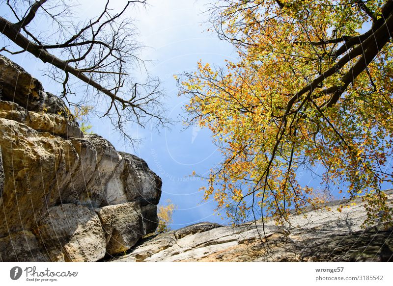 Blick an den Schrammsteinfelsen entlang Richtung Himmel Herbst Sächsische Schweiz Schrammsteine Felswände Sandstein Blickrichtung himmelwärts Blauer Himmel