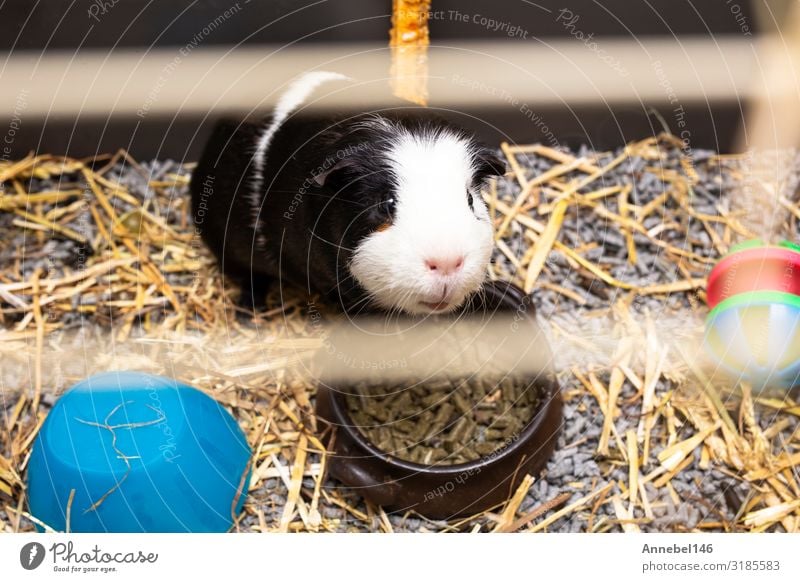 Meerschweinchen schwarz-weiß im Käfig, kleines süßes Haustier in Nahaufnahme trinken Gesicht Abenteuer Familie & Verwandtschaft Ausstellung Natur Tier