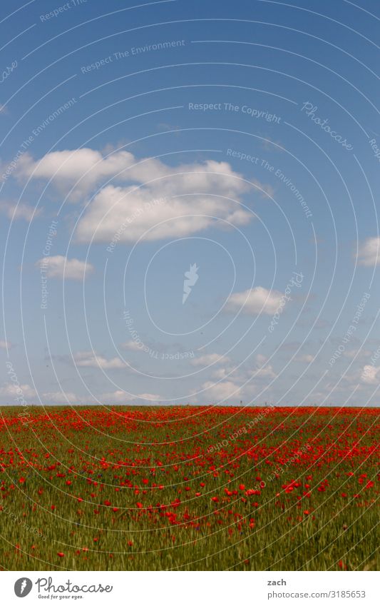 22. Dezember - Frühlingsanfang II Landwirtschaft Landschaft Himmel Wolken Schönes Wetter Pflanze Blume Blüte Nutzpflanze Mohn Mohnblüte Wiese Feld Brandenburg