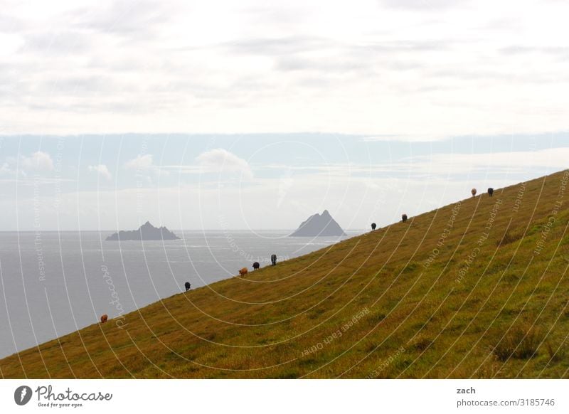 Hanglage Landschaft Wasser Himmel Wiese Feld Hügel Küste Meer Atlantik Insel Skellig Island Republik Irland Kuh Rind Rinderhaltung Herde Fressen grau grün steil