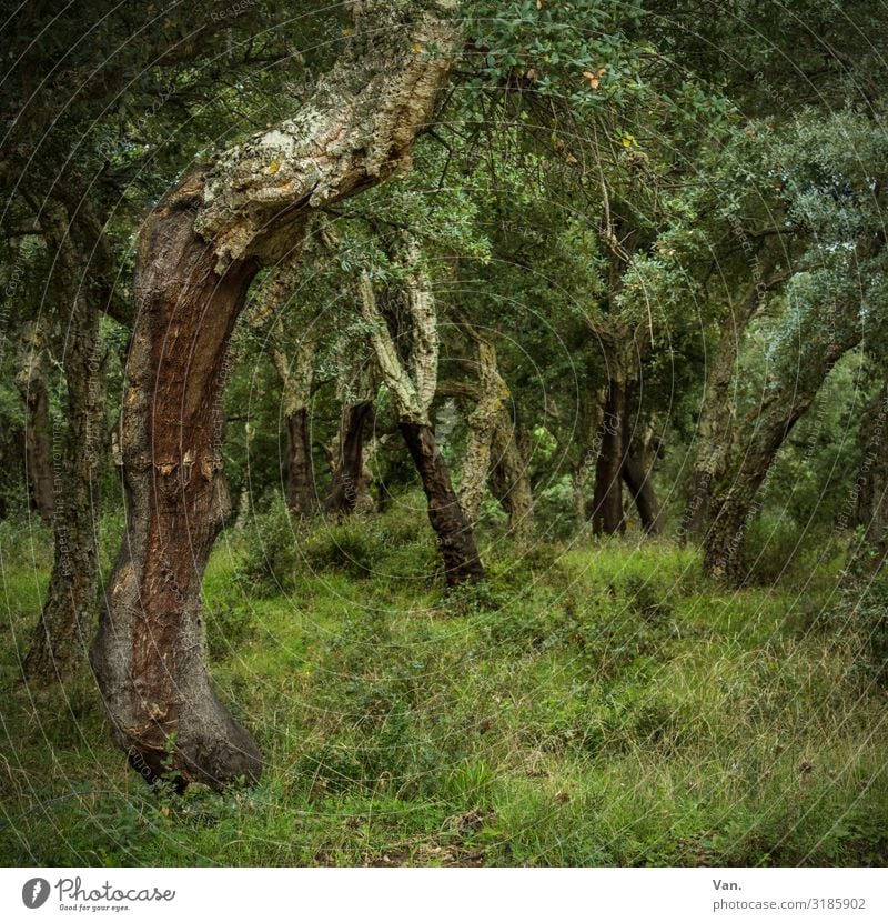 Märchenwald Natur Landschaft Sommer Pflanze Baum Gras Sträucher Moos Wald dunkel grün Blatt Baumstamm Farbfoto Gedeckte Farben Außenaufnahme Menschenleer Tag