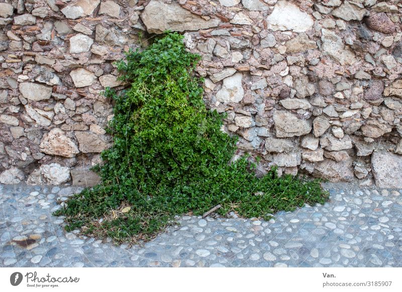 grüne Quelle Natur Pflanze Efeu Wildpflanze Dorf Mauer Wand Wege & Pfade Pflasterweg Wachstum braun Stein Farbfoto mehrfarbig Außenaufnahme Menschenleer Tag