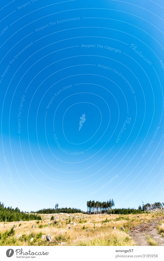 Ostharz Natur Landschaft Pflanze Erde Luft Sommer Herbst Schönes Wetter Baum Gras Sträucher Wald Berge u. Gebirge Harz natürlich blau braun grün nachhaltig