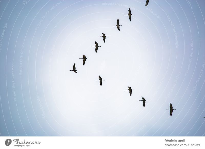 Zugvögel Außenaufnahme Farbfoto Fauna Herbst Kranich Querformat Storch Tag Tageslicht Vogel himmel tier Zugvogel Tier Natur Wildtier fliegen Himmel Menschenleer