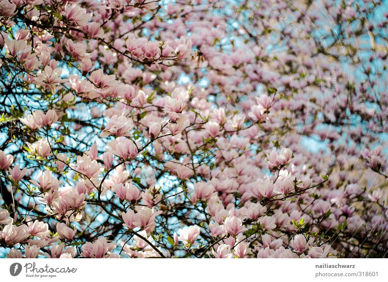 Magnolia Umwelt Natur Pflanze Frühling Sommer Baum Blume Blatt Blüte Nutzpflanze Magnolienbaum Magnolienblüte Ast Garten Park Blühend Duft Wachstum frisch