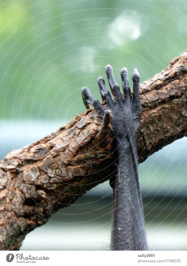 abhängen... Baum Ast Tier Wildtier Pfote Flughunde 1 festhalten schlafen außergewöhnlich elegant Erholung Zufriedenheit bequem Finger dünn Hand Falte Baumrinde