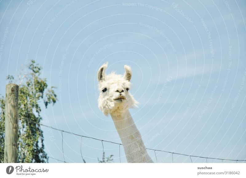 ein lama (2) Lama Tier Haustier Nutztier Kamel spucken Blick Paarhufer Herde tiergestützte Therapie Bauernhof Hof Weide Gehege Zaun Zaunpfahl Fell Natur Neugier