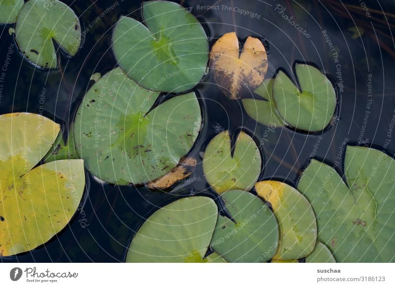 schwimmblätter Schwimmblätter Teichrose Blatt Botanischer Garten Karlsruhe Gewässer Wasser See Seerosen Pflanze Wasserpflanze Natur Botanik Umwelt