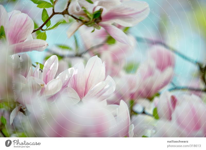 Magnolia Umwelt Natur Pflanze Baum Blume Blatt Blüte Magnolienbaum Ast Magnolienblüte Garten Park Blühend Duft Wachstum Fröhlichkeit frisch natürlich schön blau