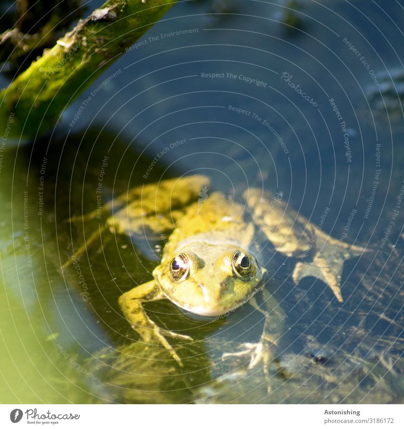 "quak" Umwelt Natur Landschaft Pflanze Wasser Sommer Wildpflanze Moor Sumpf See Fluss Donau Donaudelta Tier Wildtier Frosch Tiergesicht Pfote Beine Auge 1 Blick