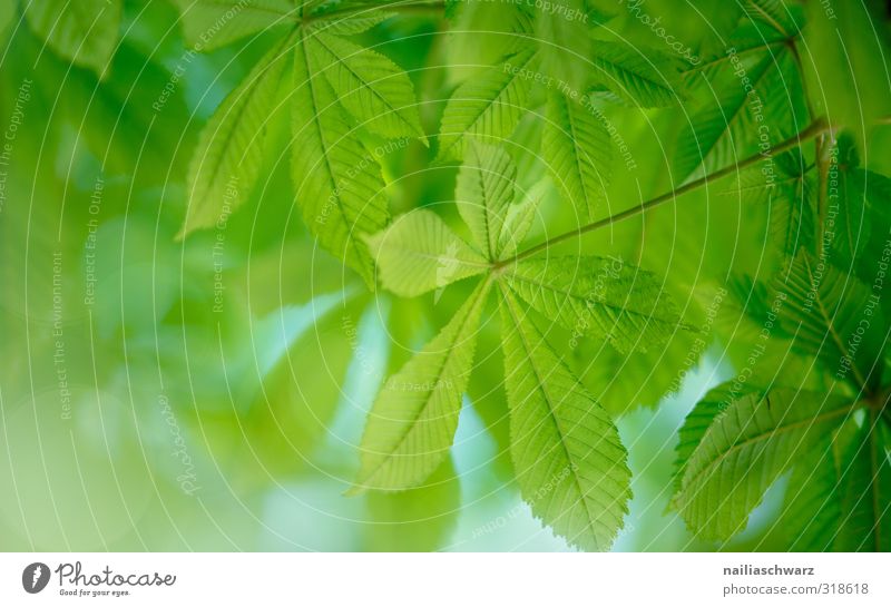 Kastanien Umwelt Natur Pflanze Frühling Sommer Baum Blatt Grünpflanze Kastanienblatt Garten Park Wald Wachstum einfach Fröhlichkeit frisch natürlich positiv