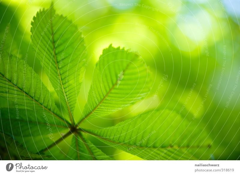 Kastanienblatt Natur Pflanze Frühling Sommer Schönes Wetter Baum Blatt Kastanienbaum Garten Park Wald Wachstum einfach Fröhlichkeit frisch Gesundheit natürlich