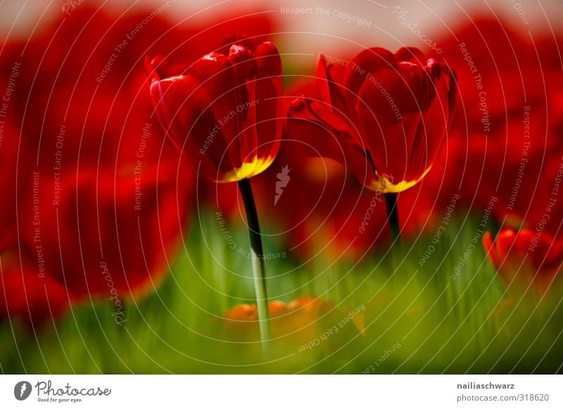 Tulpenfeld Umwelt Natur Landschaft Pflanze Frühling Sommer Schönes Wetter Blume Blüte Garten Park Blühend Duft glänzend leuchten Wachstum Fröhlichkeit positiv