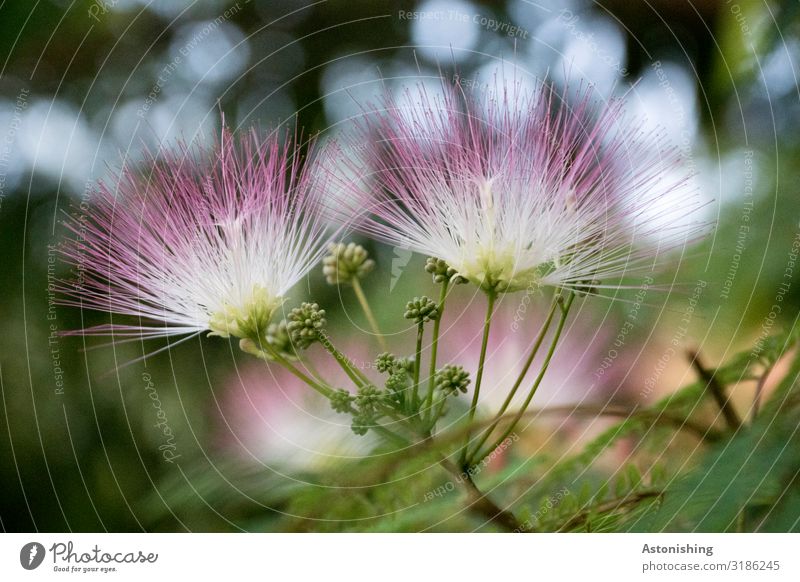 Seidenbaum-Blüte Umwelt Natur Landschaft Pflanze Sommer Baum Blatt Grünpflanze Wildpflanze Albizia julibrissin Fluss Donaudelta Rumänien stehen exotisch schön