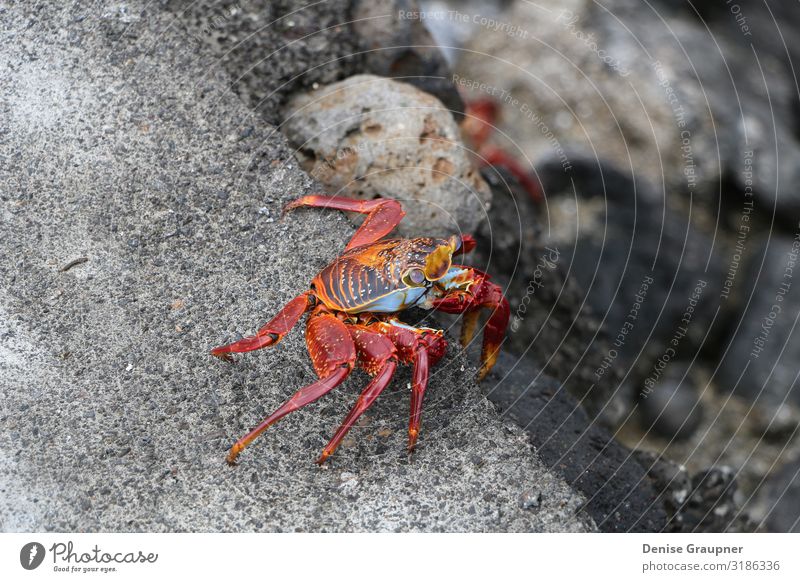 Red cliff crab in the Galapagos Islands Büffet Brunch Leben Strand Umwelt Natur Landschaft Sand Klima Schönes Wetter Park Tier Wildtier Ferien & Urlaub & Reisen