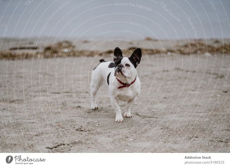 Süßer Hund am Meer Strand französische Bulldogge Wasser Haustier Wellen Freundschaft grau matt Stimmung Küste Welpe heimisch Reinrassig reizvoll niedlich