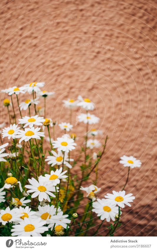 Gänseblümchenblüten Blume Natur weiß Frühling Pflanze geblümt Sommer Hintergrundbild Design Blüte Dekoration & Verzierung Grafik u. Illustration schön natürlich