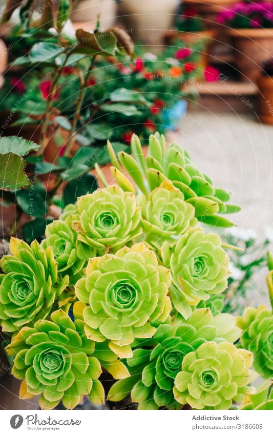 Überkopfschuss von Sukkulenten in Töpfen Natur grün Pflanze Hintergrundbild Dekoration & Verzierung Kaktus Garten Blume Blatt Botanik natürlich botanisch Design