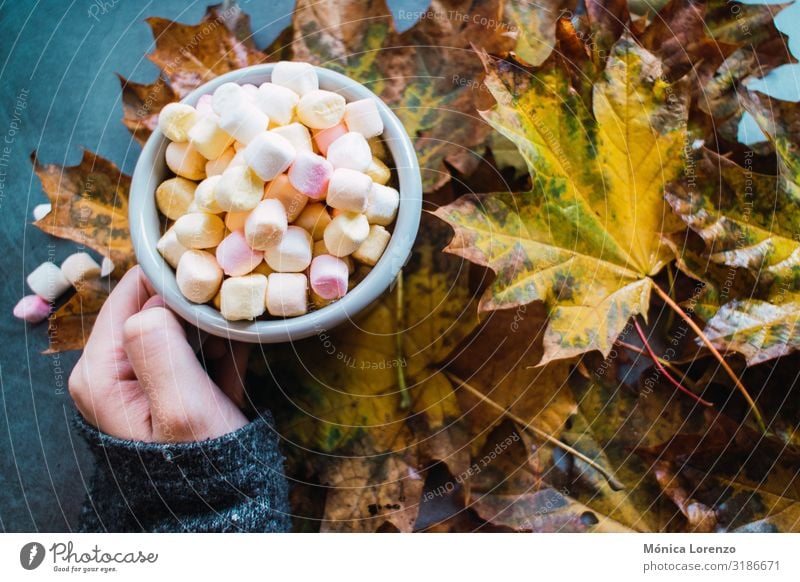 Frau hält einen Becher mit heißer Schokolade und Marshmallows in der Hand. Getränk Kaffee Tee Winter Tisch Herbst Wärme Blatt Beton Holz Liebe braun gelb grau