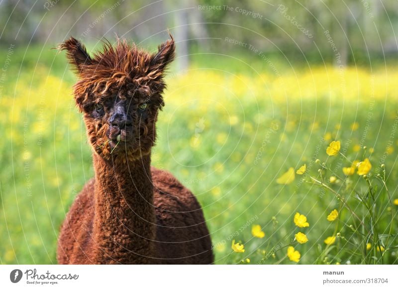 Wuschelkopf Natur Wiese Tier Nutztier Alpaka 1 wollig Coolness natürlich Tierzucht Farbfoto Außenaufnahme Menschenleer Tag Tierporträt Blick Blick in die Kamera