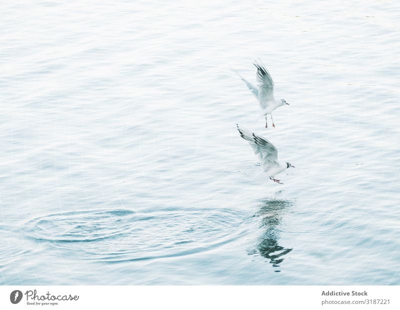 Möwen jagen und fliegen über Wasser Jagd Vogel Meer Tier Appetit & Hunger Natur wild schön Etage Freiheit Feder Tierwelt Sommer Küste Ferien & Urlaub & Reisen