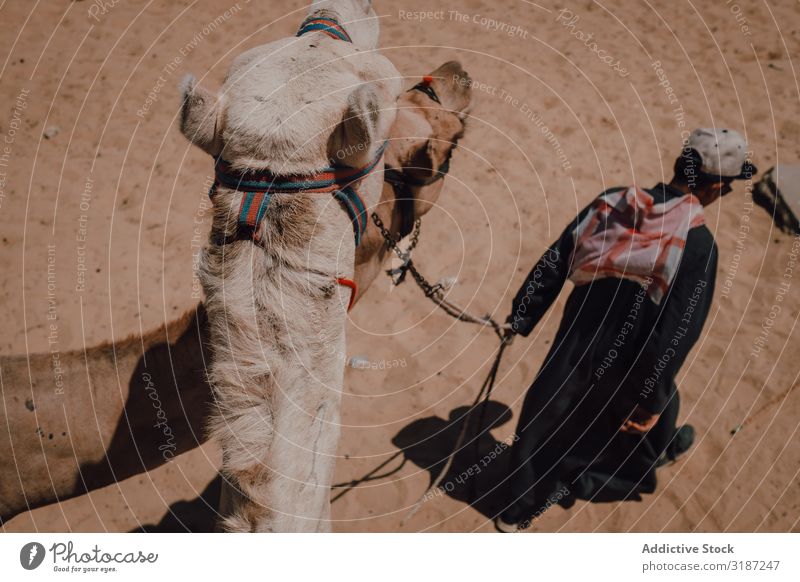 Araber und Kamel in der Nähe der Großen Pyramiden Wüste laufen Kairo Ägypten Gizeh Ferien & Urlaub & Reisen Prima Sand Wahrzeichen Landschaft Tier Sattel